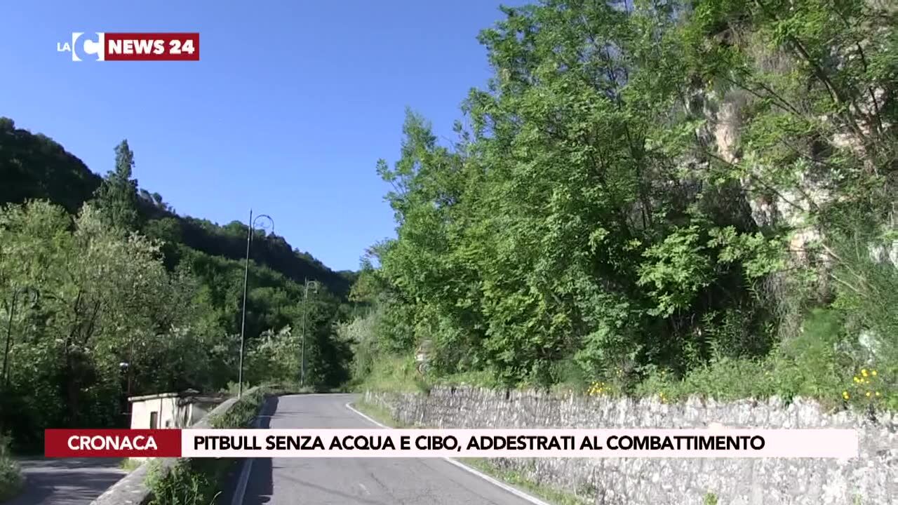 Pitbull senza acqua e cibo, addestrati al combattimento