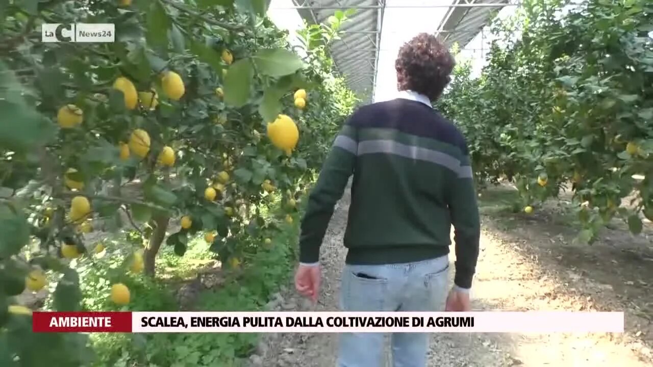 Scalea, energia pulita dalla coltivazione di agrumi: consumi ridotti e risparmio d’acqua del 70%