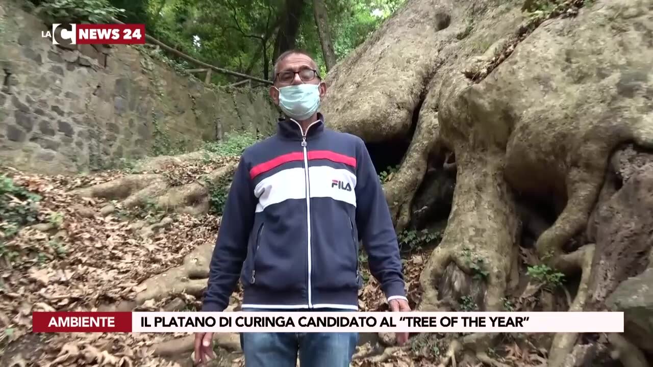 Il Platano di Curinga candidato al “tree of the year”