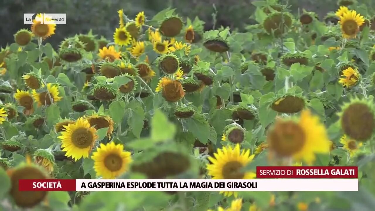 Gasperina, esplode la magia dei girasoli grazie all’iniziativa dell’associazione Il sotterraneo