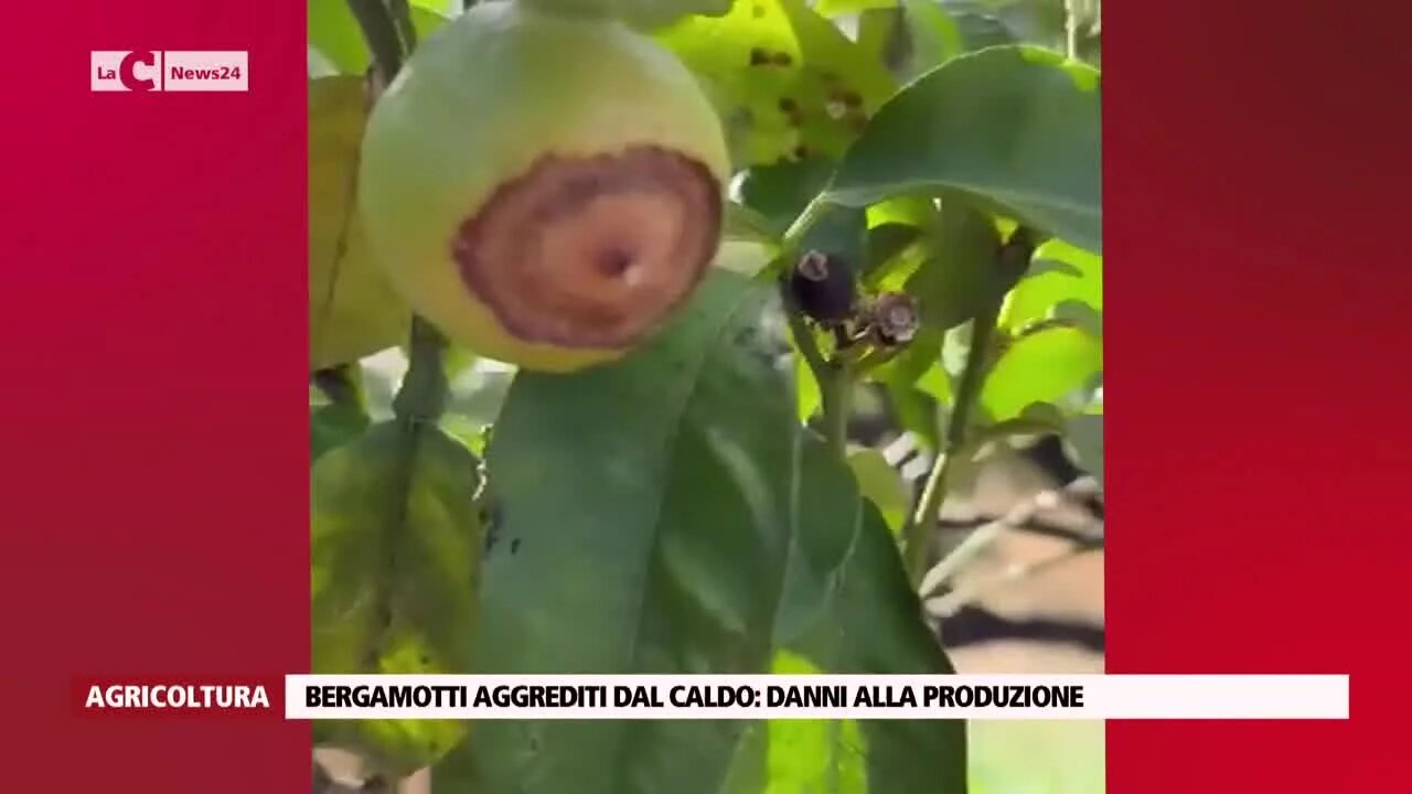 Bergamotti aggrediti dal caldo: danni alla produzione