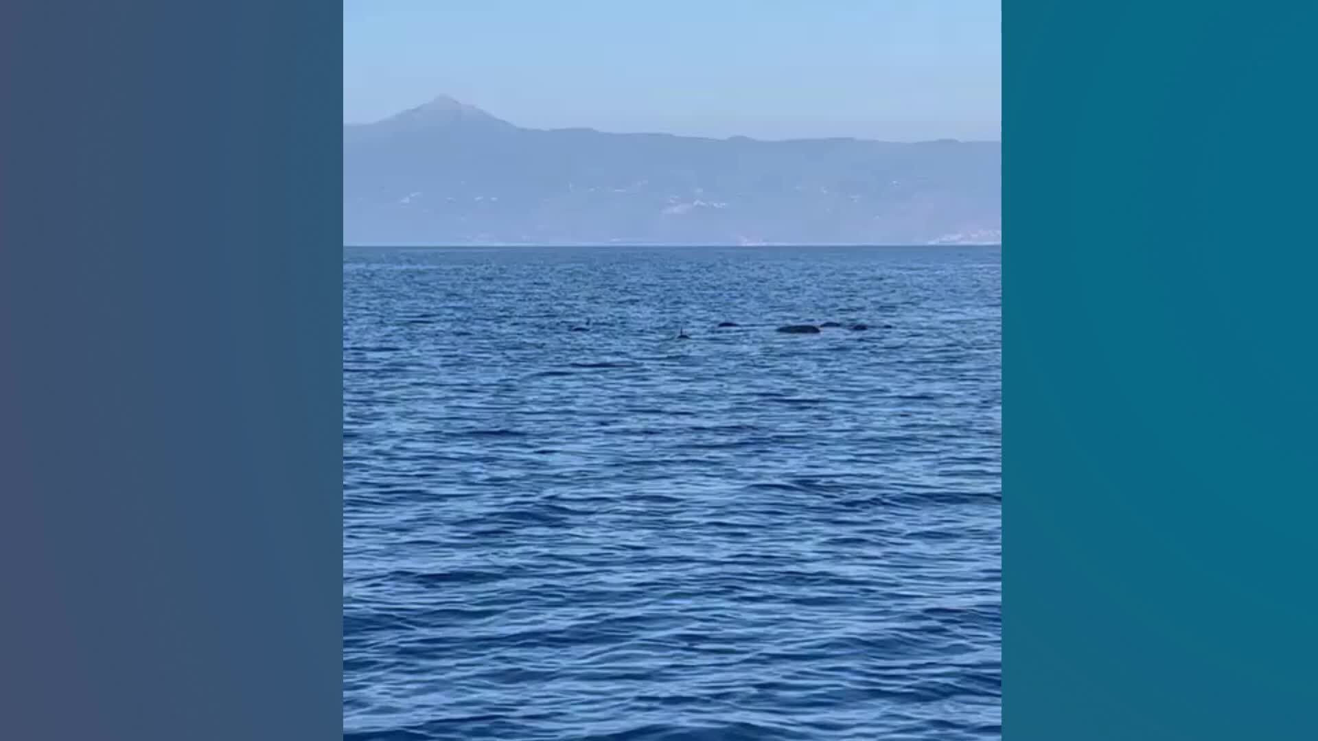 Globicefali danno spettacolo al largo di Amantea | VIDEO