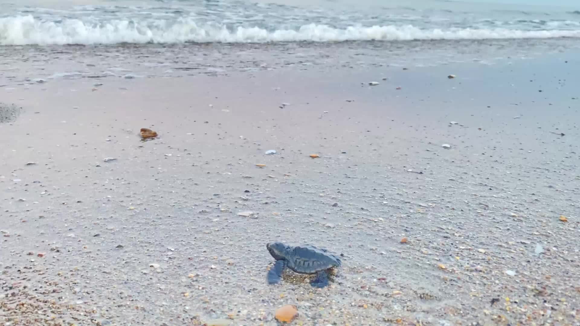 Le tartarughe marine invadono le spiagge italiane, in Calabria 147 nidi