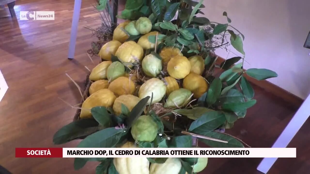 Marchio Dop, il cedro di Calabria ottiene il riconoscimento