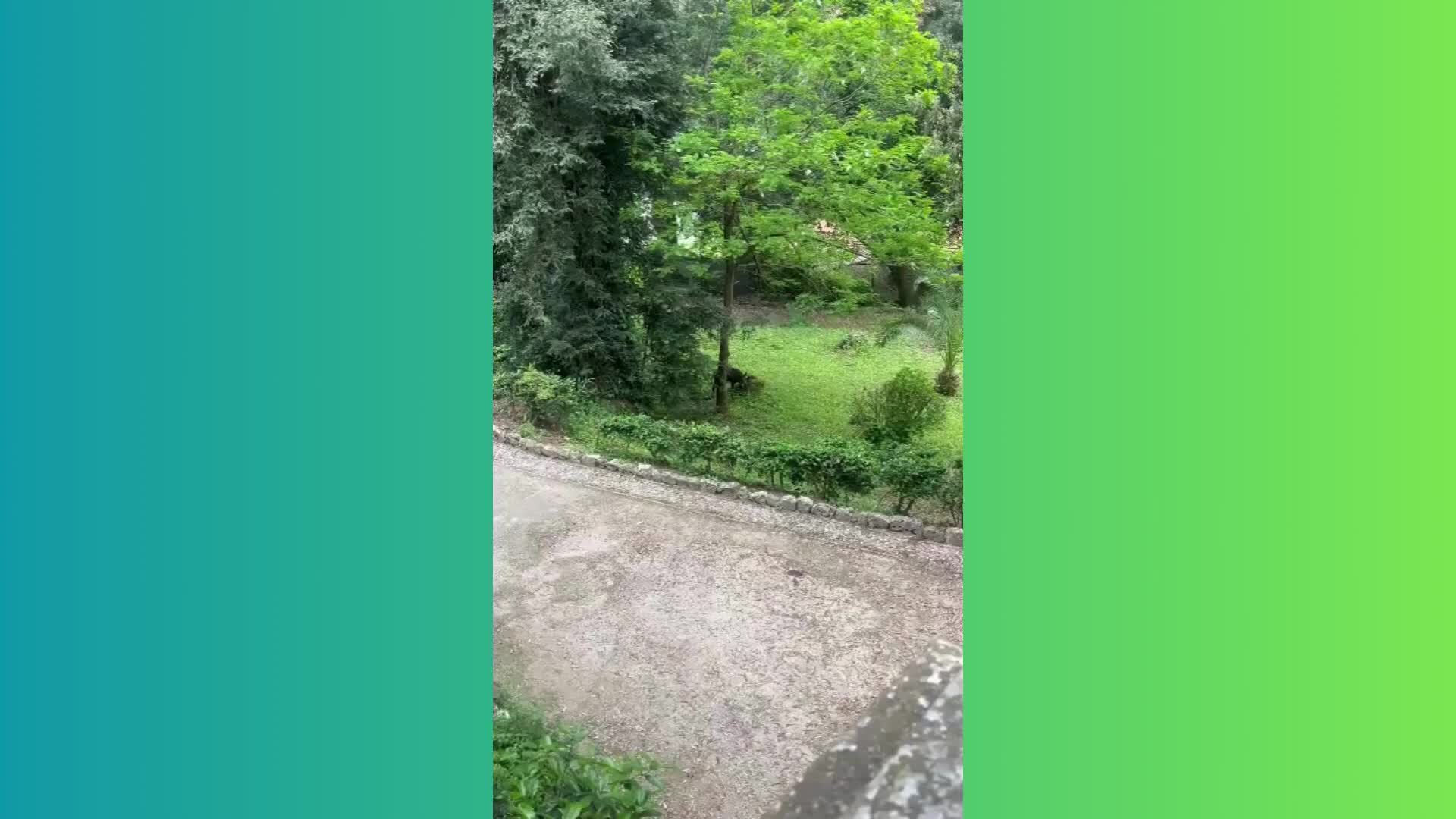 Cinghiali a spasso per Vibo Valentia: cresce la preoccupazione tra i cittadini - VIDEO