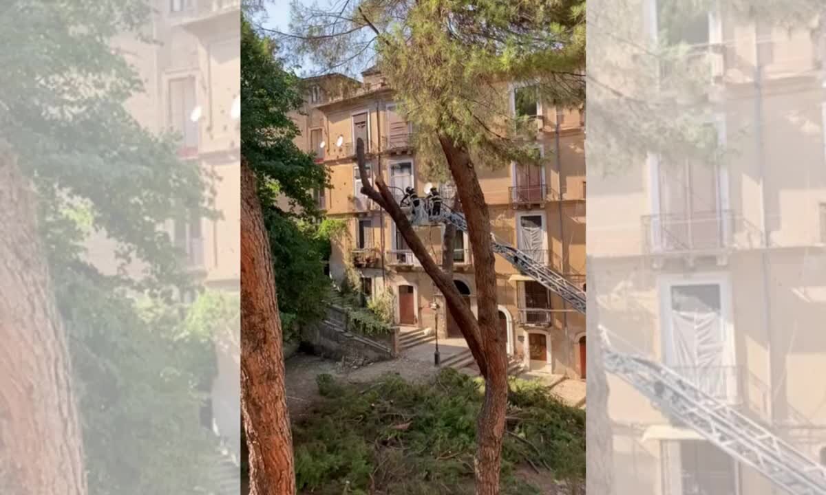Cosenza, abbattuto un pino marittimo in piazza dei Follari. Mancini: «Era necessario?» | FOTO E VIDEO