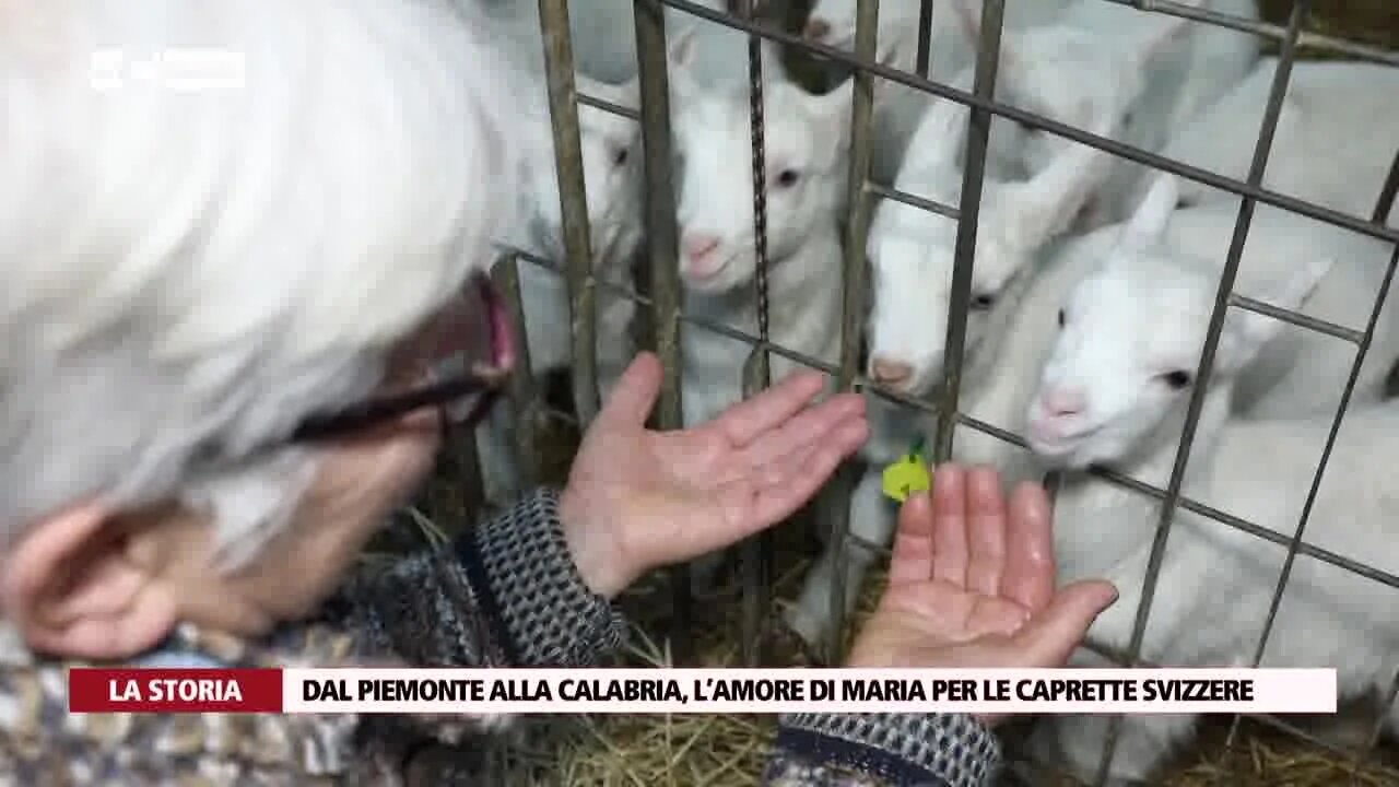 Dal Piemonte alla Calabria, l’amore di Maria per le caprette svizzere