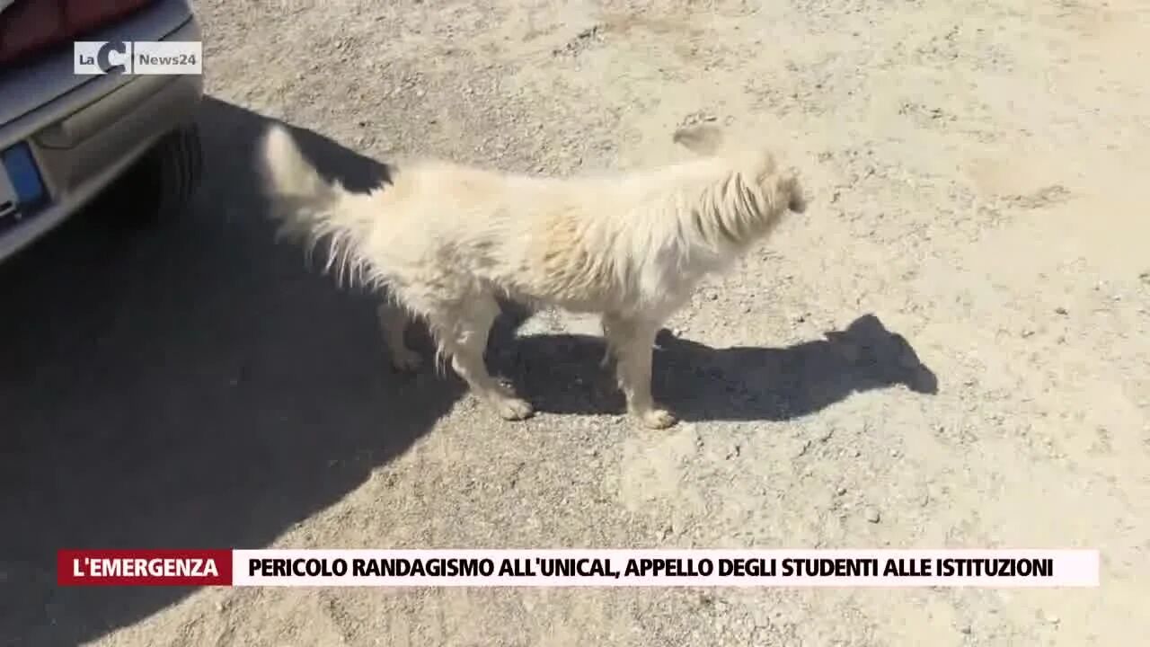 Pericolo randagismo all'UniCal, appello degli studenti alle istituzioni