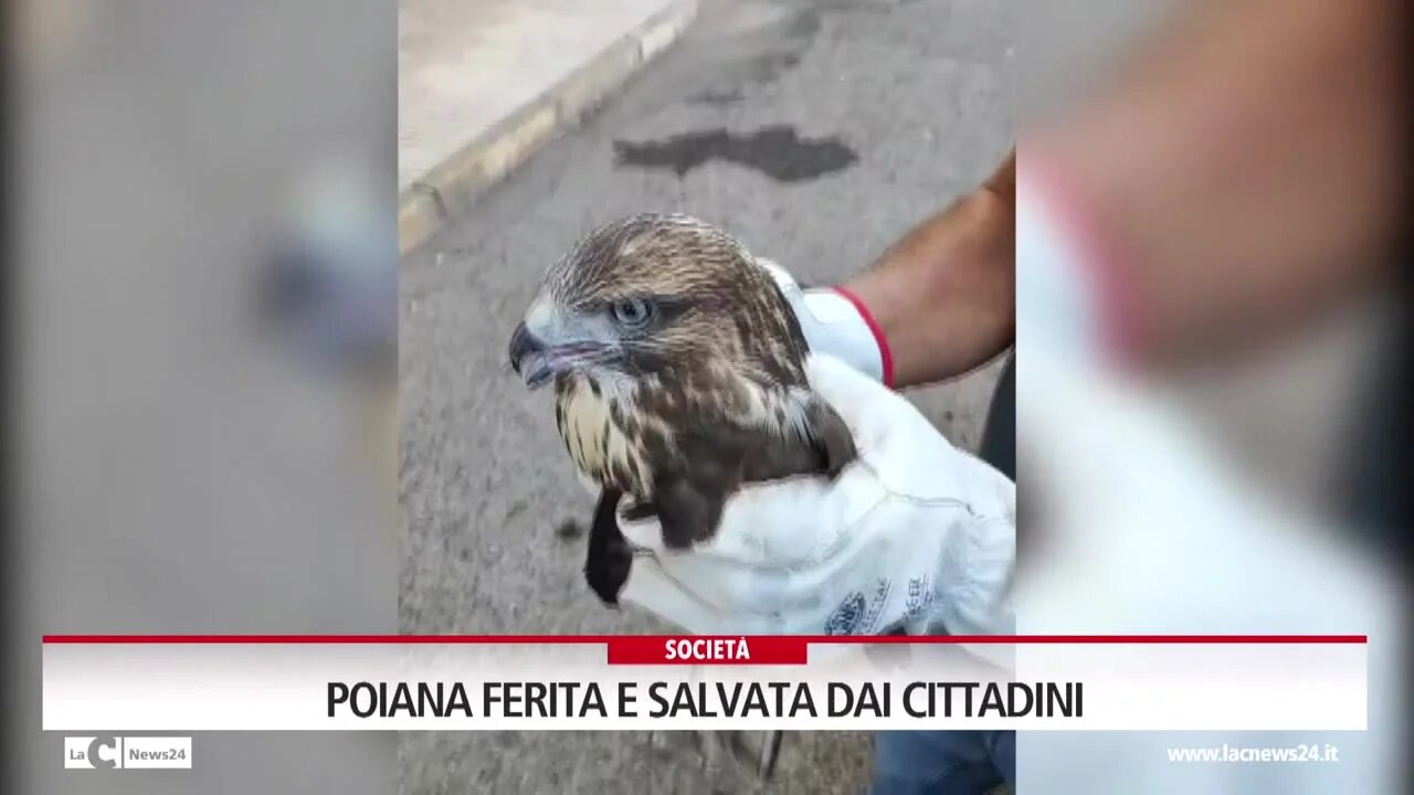 Poiana ferita e salvata dai cittadini