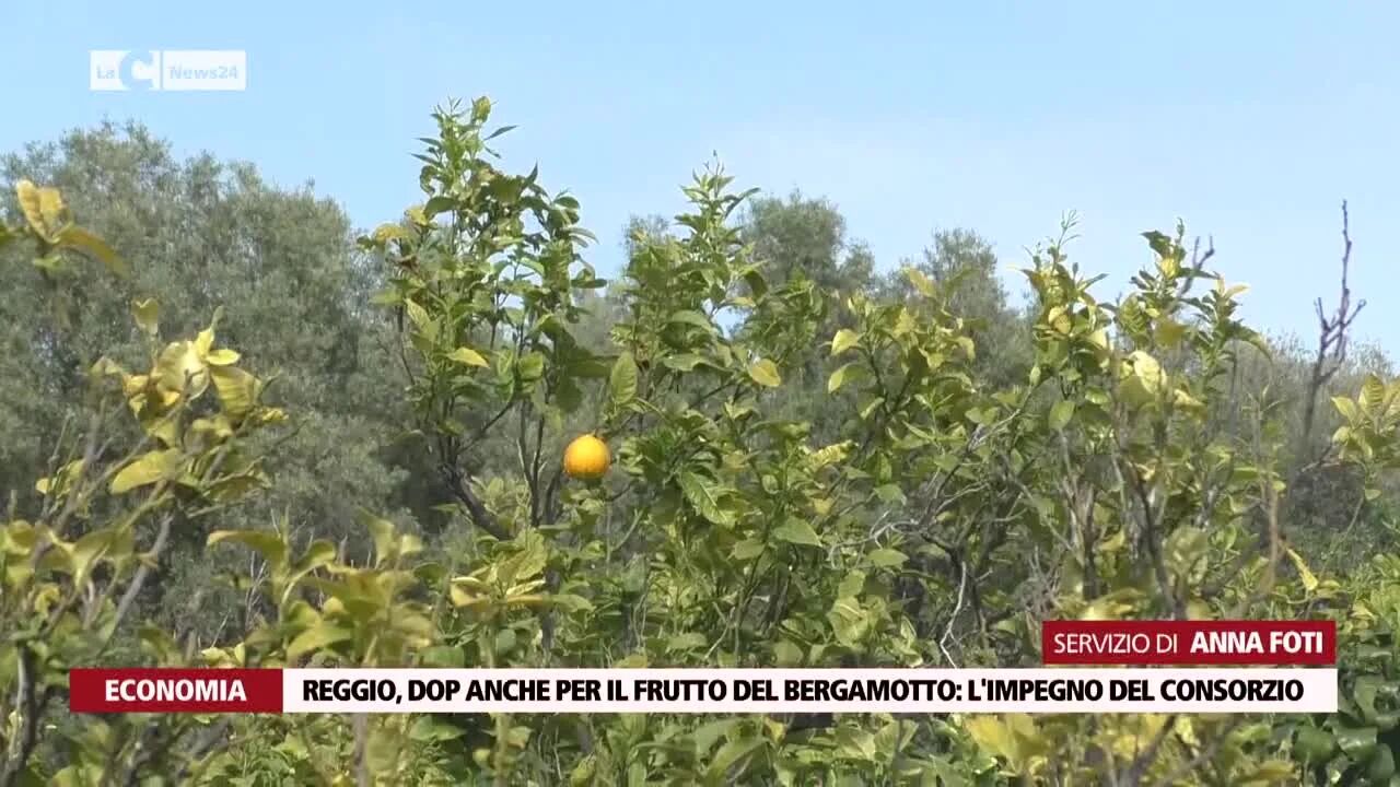 Reggio, DOP anche per il frutto del Bergamotto: l'impegno del consorzio